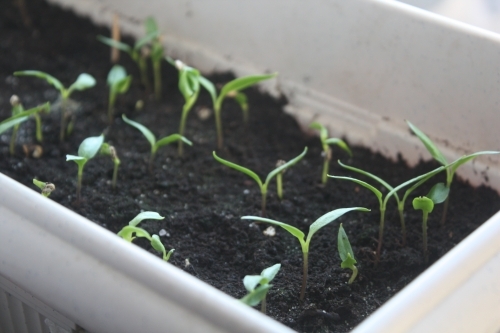 Du jardin à l’assiette – Les semis