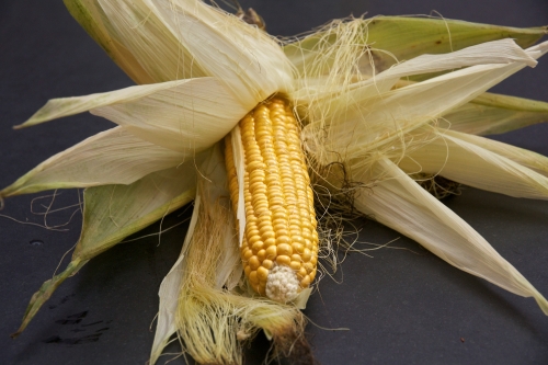 L’or des champs – Le maïs