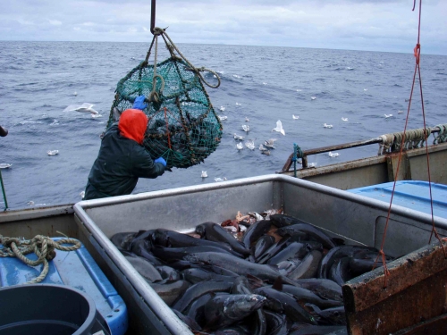 sablefish, morue charbonnière, charbonnier sauvage, poisson Canada