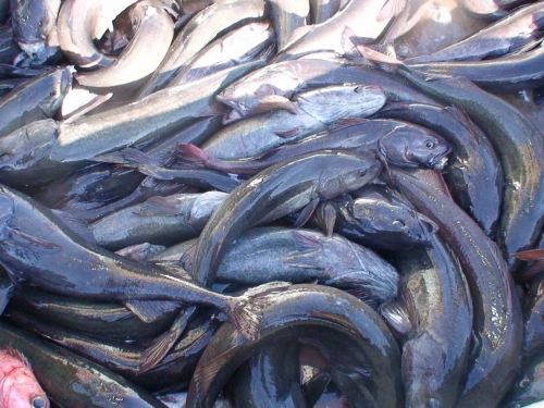 sablefish, morue charbonnière, charbonnier sauvage, poisson Canada