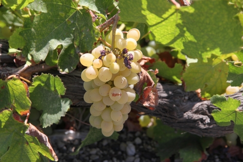 Le renouveau du vin à Santorin