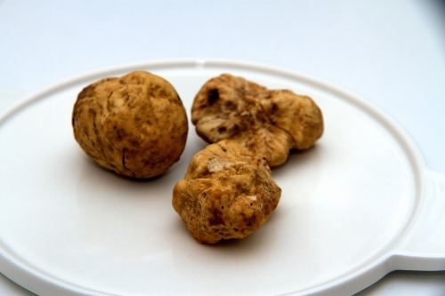 truffe blanche d'alba,truffe piémont,alba,langhe