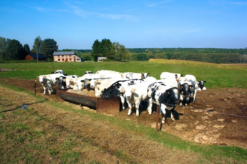 bbb,blanc-bleu belge,élevage bovin,awe,agence wallonne élevage