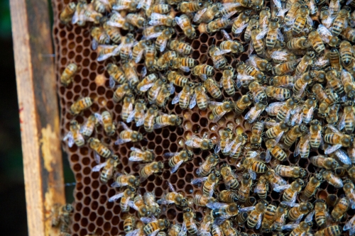 miel de bruxelles,miel urbain,pollution abeilles,miel de ville