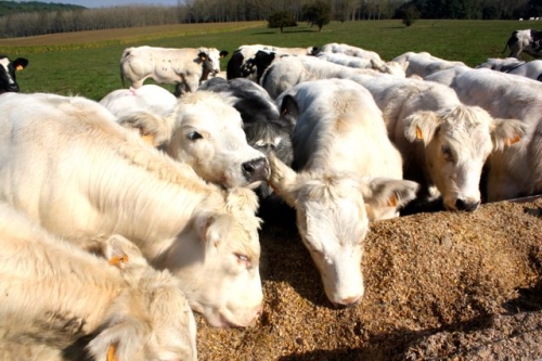 bbb,blanc-bleu belge,élevage bovin,awe,agence wallonne élevage