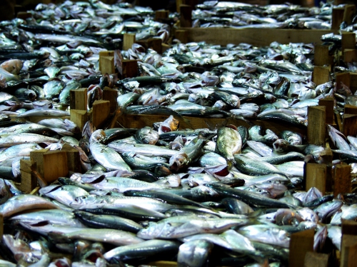Save our Fish, poisson durable, pêche durable, action WWF, Semaine du poisson durable