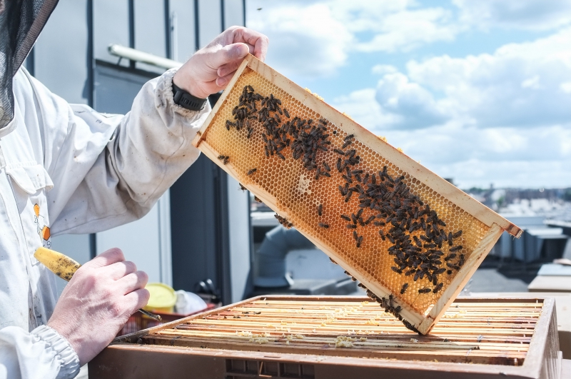 miel,apiculteur,apiculture,nectar & co,xavier renotte