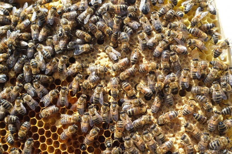 miel,apiculteur,apiculture,nectar & co,xavier renotte