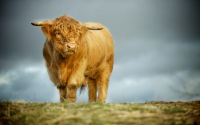 « The Biggest Little Farm », un documentaire pour repenser l’agriculture de demain