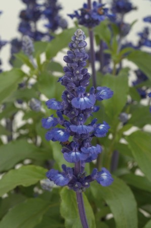 annuals_salvia_sallyfun_blue.jpg