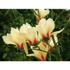 magnolia_bicolore_r0920571182_0.jpg