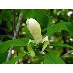 magnolia-tripetala.jpg
