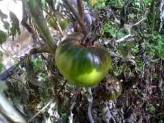 plant de tomate,mildiou