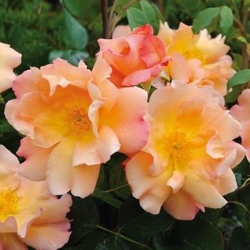 roses david austin,catalogue 2011-2012,nouveautés 2011-2012,nouvelles variétés 2011-2012,fighting temeraire
