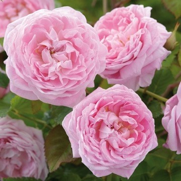 roses david austin,catalogue 2011-2012,nouveautés 2011-2012,nouvelles variétés 2011-2012,queen anne