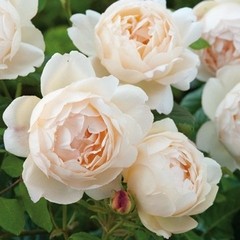 roses david austin,catalogue 2011-2012,nouveautés 2011-2012,nouvelles variétés 2011-2012,wollerton old hall
