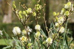 fothergilla major,floraison blanche,arbuste à fleurs blanches printanières p
