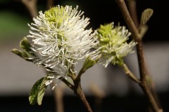 fothergilla major,floraison blanche,arbuste à fleurs blanches printanières p