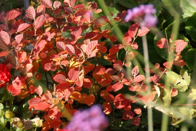 fothergilla major,arbuste rouge orange jaune automne