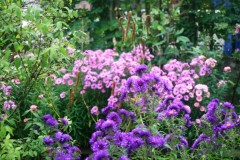 asters,la jardin d'astrée,choisir un aster,floraison automnale,couleurs au jardin en automne