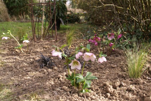 parterre printanier,hellébores orientales roses,ophiopogon,stipa tenuissima