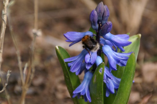 bourdon,jacinthe bleue,insecte,fleur mellifère