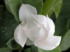 que faire ce week-end,que faire 31 mars 2012,que faire 1er avril 2012,jardin botanique national de meise,les magnolias en robe de printemps