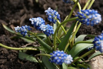 muscari mount hood,muscari bleu et blanc,fleurs du printemps,fleurs d'avril,avril au jardin,de beaux massifs au printemps,un jardin fleuri au printemps