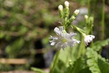 primula sieboldii blanche,fleurs du printemps,fleurs d'avril,avril au jardin,de beaux massifs au printemps,un jardin fleuri au printemps
