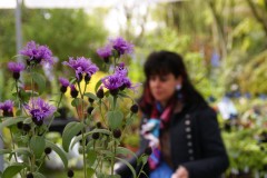 sandrine delabroye,pépinières delabroye,celles,plantes rares et de collection,printemps 2012