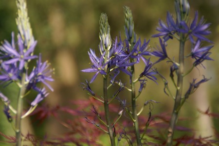camassia leichtlinii,bulbe printanier bleu,floraison printanière bleue mauve,érable pourpre