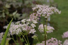 chaerophyllum hirsutum 'Roseum