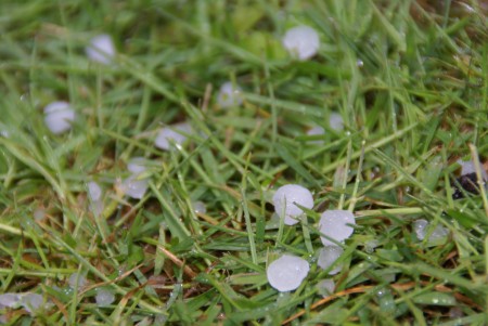 grelons,grêle,pelouse,giboulées,mai 2012