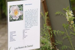 rose Jardins d'Aywiers,Daniel Schmitz,création,Lasne fête des plantes et du jardin printemps 2012