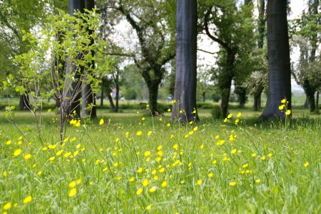 fête des mamans,halesia