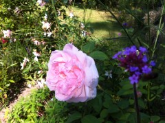 eglantyne,rosier remontant,rose rose tendre pâle