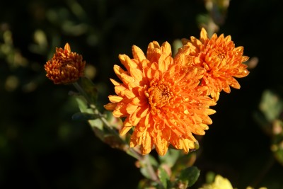 thierry et sandrine delabroye,chrysanthème chrysanthemum dixter orange,pépinière de vivaces rares,hantay,france,fleurs d'automne