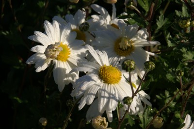 thierry et sandrine delabroye,chrysanthème chrysanthemum noces blanches,pépinière de vivaces rares,hantay,france,fleurs d'automne