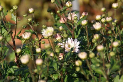 thierry et sandrine delabroye,chrysanthemum chrysanthème blanc semi-double,pépinière de vivaces rares,hantay,fleurs d'automne