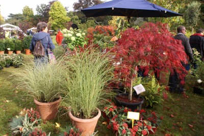 journées des plantes beervelde,automne 2012,miscanthus morning light