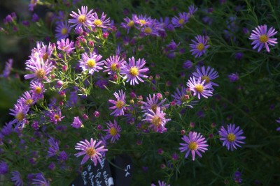 aster ericoides pink star,thierry et sandrine delabroye,pépinière d'asters,où trouver acheter asters,fleurs pour l'automne,massifs d'automne,bleu,rose,blanc,violet,mauve