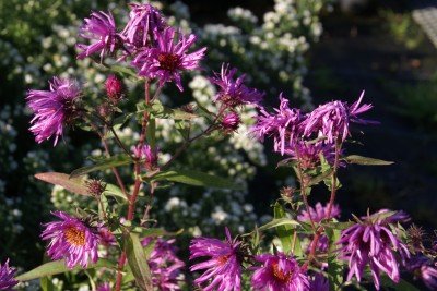 aster novae angliae 'Rose carmin',thierry et sandrine delabroye,pépinière d'asters,où trouver acheter asters,fleurs pour l'automne,massifs d'automne,bleu,rose,blanc,violet,mauve