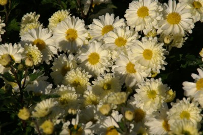 thierry et sandrine delabroye,chrysanthème chrysanthemum poésie,hantay,pépinière vivaces rares