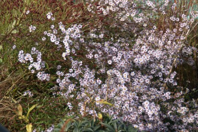 aster beauté du nord,thierry et sandrine delabroye,pépinière d'asters,où trouver acheter asters,fleurs pour l'automne,massifs d'automne,bleu,rose,blanc,violet,mauve