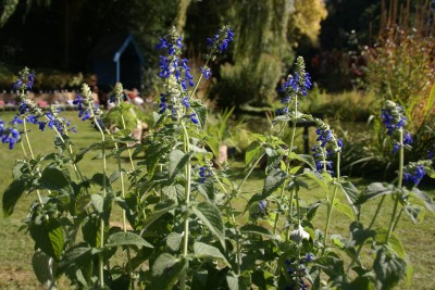 celles,fête des plantes rares et de collection,automne 2012,la feuillerie,salvia from Catamarca,floraison automnale bleue
