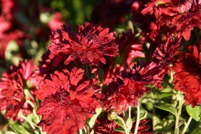 thierry et sandrine delabroye,chrysanthème chrysanthemum ruby mound,pépinière vivaces rares,hantay,fleurs d'automne