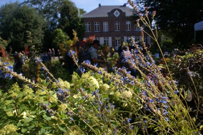 salvia uliginosa,massifs automnaux,fleur bleue en automne,celles,fête des plantes rares et de collection,automne 2012