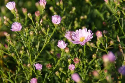 aster ericoides cyrille,thierry et sandrine delabroye,pépinière d'asters,où trouver acheter asters,fleurs pour l'automne,massifs d'automne,bleu,rose,blanc,violet,mauve