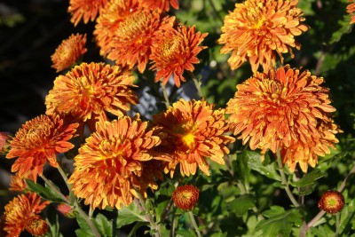 thierry et sandrine delabroye,chrysanthème chrysanthemum coup de soleil,orange,hantay,pépinière vivaces rares