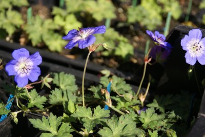 celles,fête des plantes rares et de collection,automne 2012,la feuillerie,geranium bleu azure rush,longue floraison,floraison automnale